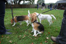 Beaglewelpe Beethoven mit großen Beagles